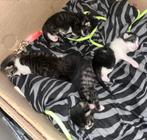 Kittens aangeboden over negen weken mogen ze weg, Dieren en Toebehoren, Katten en Kittens | Overige Katten