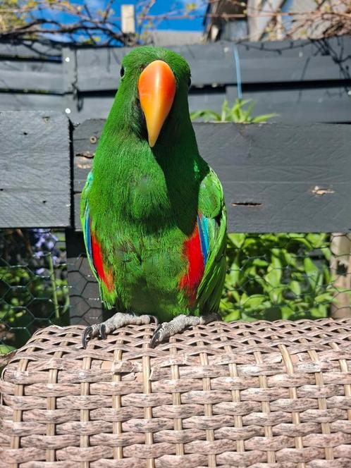 Rango, Edelman, 3.5 jaar, Dieren en Toebehoren, Vogels | Parkieten en Papegaaien, Dwergpapegaai of Agapornis, Mannelijk, Tam