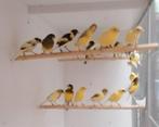 Raza kanaries, Dieren en Toebehoren, Vogels | Kanaries, Geslacht onbekend, Zangkanarie