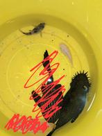 Ancistrus algeneter bruin man, Vis