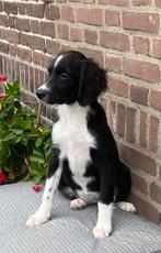 Hele mooie BORDER COLLIE x FRIESE STABIJ - teefje, Dieren en Toebehoren, Honden | Niet-rashonden, Nederland, CDV (hondenziekte)