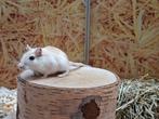 Hele leuke en nieuwsgierige gerbils, Oktober, Mannelijk, Overige typen