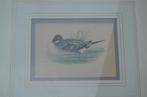 Fraaie handgekleurde litho 'Pintail' (Pijlstaart) 1868, Antiek en Kunst, Kunst | Litho's en Zeefdrukken, Ophalen of Verzenden