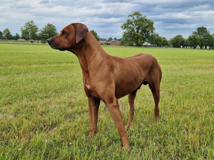 Prachtige grote dekreu Rhodesian Ridgeback!, Dieren en Toebehoren, Honden | Dekreuen, Reu, Particulier, Eén hond, Nederland, 3 tot 5 jaar