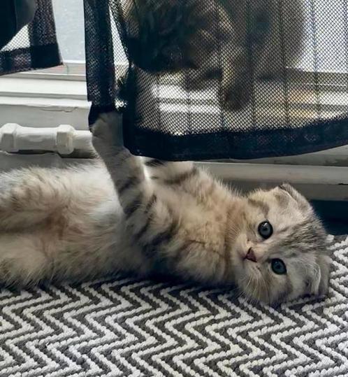 Unieke Katertje klaar voor verhuizing, Dieren en Toebehoren, Katten en Kittens | Overige Katten, Kater