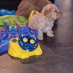 Doodels pups, Rabiës (hondsdolheid), Reu, 8 tot 15 weken, Meerdere