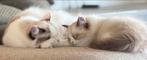 lieve 100 % ragdoll kittens, Meerdere dieren, Ontwormd, 0 tot 2 jaar