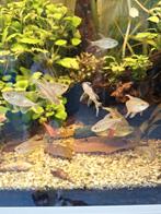 Diamant tetra/zalm, Dieren en Toebehoren, Vis