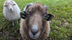 Superlief Ouessant Ram Hamel, Mannelijk, Schaap