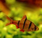 Barbus pentazona - Vijfstreepbarbeel - Koidream Valburg, Dieren en Toebehoren, Vissen | Aquariumvissen, Vis, Zoetwatervis, Schoolvis