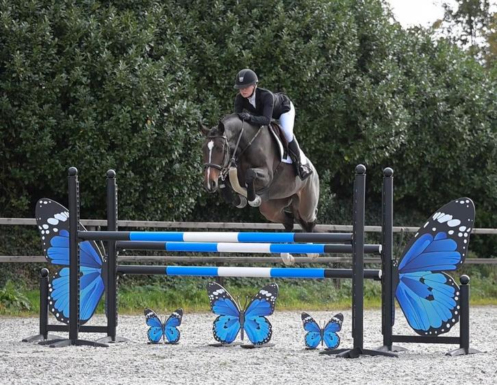 Training van paarden en ponys, Diensten en Vakmensen, Dieren | Paarden | Verzorging, Oppas en Les, Gedragstraining, Ruiter of Bijrijder