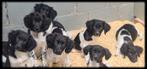 Super leuke Friese Stabij pups, zoeken nieuwe baasjes!, 15 weken tot 1 jaar, Overige rassen, Meerdere, Meerdere dieren