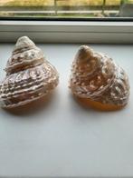 Grote Parelmoer Schelpen - Set van 2, Huis en Inrichting, Woonaccessoires | Overige, Ophalen of Verzenden, Gebruikt