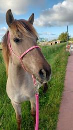 Verzorger gezocht, Dieren en Toebehoren, Ophalen