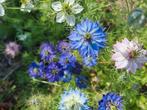 Nigella damascena zaden, juffertje in het groen, Ophalen of Verzenden, Volle zon