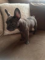 Franse bulldog pup teefje 9 weekjes, Dieren en Toebehoren, Honden | Bulldogs, Pinschers en Molossers, Rabiës (hondsdolheid), 8 tot 15 weken