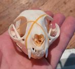 Mooie schedels van een kat / poes Taxidermie cat Skull, Ophalen of Verzenden, Hond of Kat, Schedel