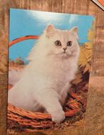 Wit poesje in mandje, Verzenden, 1980 tot heden, Gelopen, Hond of Kat