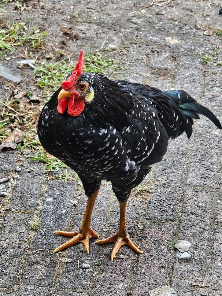 Tok Tok zoekt huisje (kriel haan), Dieren en Toebehoren, Pluimvee, Kip, Mannelijk