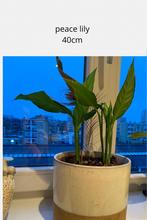 Mooie Vredeslelie (Spathiphyllum) - 40 cm hoog, Huis en Inrichting, Kamerplanten, Ophalen, Overige soorten, Halfschaduw, In pot