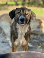 Meila, Dieren en Toebehoren, Honden | Niet-rashonden, Rabiës (hondsdolheid), Handelaar, 1 tot 2 jaar, Buitenland