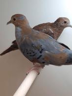 2-2 Blauwe grond duiven, Dieren en Toebehoren, Vogels | Overige Vogels, Meerdere dieren, Tropenvogel, Geringd