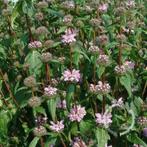 Phlomis tuberosa Brandkruid rose bodembedekker vlindertuin, Bodembedekkers, Vaste plant, Ophalen of Verzenden, Halfschaduw