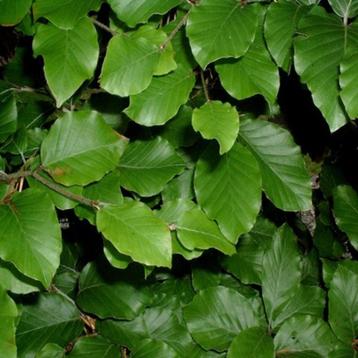 Beuken voor beukenhaag  beschikbaar voor biedingen