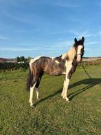 Super mooi bonte Jaarling merrie en hengst te koop!, Gechipt, Springpaard, Minder dan 160 cm, 0 tot 2 jaar