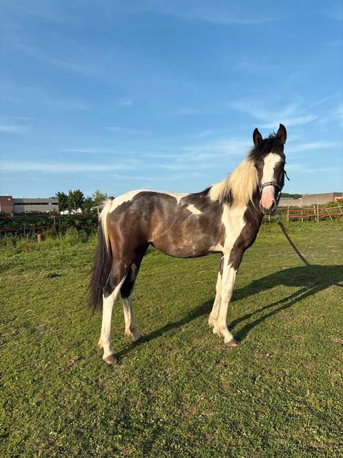 Super mooi bonte Jaarling merrie en hengst te koop!, Dieren en Toebehoren, Paarden, Meerdere dieren, Onbeleerd, Minder dan 160 cm