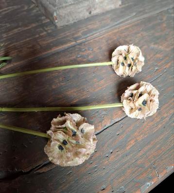 Zijden kunsttak Scabiosa bolletjes 3 stuks aan een tak. beschikbaar voor biedingen