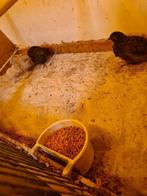 Mooie Chinese dwergkwartels te koop!, Dieren en Toebehoren, Mannelijk, Tropenvogel