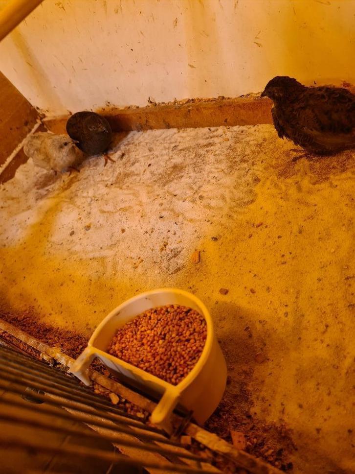 Mooie Chinese dwergkwartels te koop!, Dieren en Toebehoren, Vogels | Overige Vogels, Tropenvogel, Mannelijk