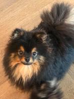 Pomeriaan dekreu Black en Tan Bearface ( dwergkees ), Dieren en Toebehoren, Honden | Dekreuen, Particulier, Rabiës (hondsdolheid)