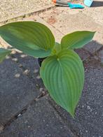 Hosta 'Empress Wu' 2 planten beschikbaar, Tuin en Terras, Ophalen, Zomer, Overige soorten, Halfschaduw
