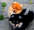 Pomeranian puppy reu(1&2) met stamboom, Keeshond, Reu, CDV (hondenziekte), 8 tot 15 weken