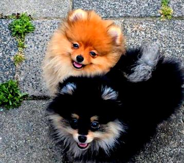 Pomeranian puppy reu(1&2) met stamboom beschikbaar voor biedingen