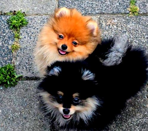 Pomeranian puppy reu(1&2) met stamboom, Dieren en Toebehoren, Honden | Poolhonden, Keeshonden en Oertypen, Reu, Keeshond, Particulier