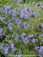 Zaden Asperula orientalis, Verzenden, Voorjaar, Volle zon, Zaad
