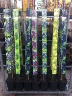 Druif, druiven in soorten 150-175 cm hoog € 19,95 per stuk, Tuin en Terras, Ophalen, Volle zon, Vaste plant, Klimplanten