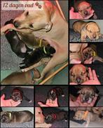 Pitbull puppy's, Overige rassen, 8 tot 15 weken, Meerdere, Meerdere dieren