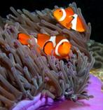 Koppeltje Nemo’s, Dieren en Toebehoren, Vissen | Aquariumvissen