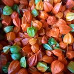 Physalis lampionnetjes, Ophalen, Voorjaar, Volle zon