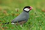 Tropische vogels: Veel keuze + goed advies, Dieren en Toebehoren, Vogels | Kanaries, Meerdere dieren, Kleurkanarie