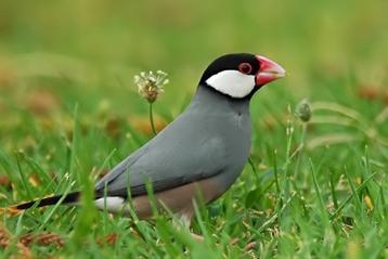 Tropische vogels: Veel keuze + goed advies beschikbaar voor biedingen