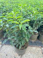 Portugese laurier in pot, hoogte 50-55cm. Super kwaliteit!, Ophalen, Laurier, 100 tot 250 cm