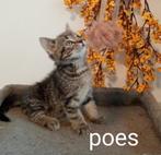 Britse Korthaar x Europese Korthaar Kittens, nog 1 poesje, Dieren en Toebehoren, Katten en Kittens | Raskatten | Korthaar, Poes