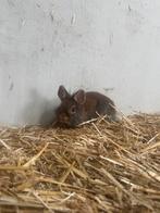 Super lieve kinder konijntjes, Meerdere dieren, Dwerg