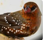 Tijgervink man, Dieren en Toebehoren, Vogels | Overige Vogels, Mannelijk, Tropenvogel