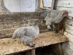 Te Koop Brahma isabel, Dieren en Toebehoren, Pluimvee, Meerdere dieren, Kip